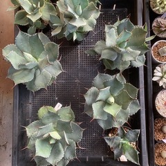 ありがとうございました！ハンドメイドマーケット イオン高松東店