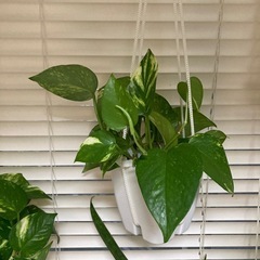 お話し中です！吊り下げポトスの画像