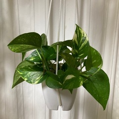 お話し中です！吊り下げポトスの画像