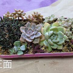 多肉植物寄せ植え（9種類ほど）お取り引き予定者様有り。