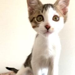 2か月キジ白兄弟　男の子　人が大好き　抱っこしほうだい