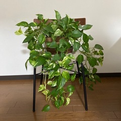観葉植物　ポトス大の画像