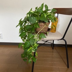観葉植物　ポトス大の画像