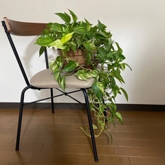 観葉植物　ポトス大