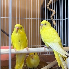 セキセイインコヒナ