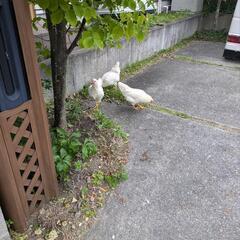 にわとり　アローカナ　メス　三羽