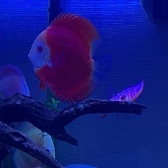 熱帯魚