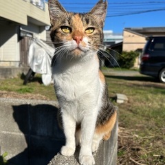 お外暮らし親子ニャンズ里親募集中😺