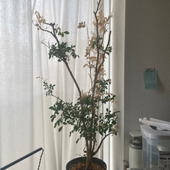 観葉植物　シルクジャスミン