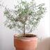 ランキングキーワードに紐づく投稿画像-観葉植物