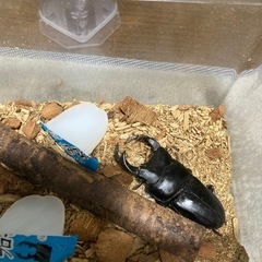 (お取引中)②【即ブリ可】阿古谷産オオクワガタ　71mm新成虫　...