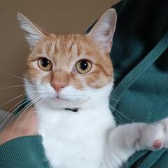 猫引き取って下さい🙏