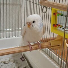 セキセイインコ(2才10ヶ月)
