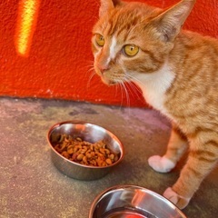 ⚠️急募！職場に住み着いた子猫を救いたい