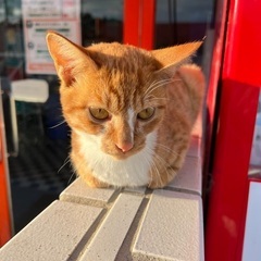 ⚠️急募！職場に住み着いた子猫を救いたい - 猫