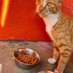 ⚠️急募！職場に住み着いた子猫を救いたい - 瀬戸内市