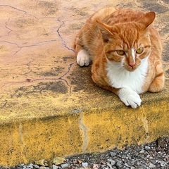 ⚠️急募！職場に住み着いた子猫を救いたい − 岡山県