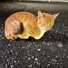 ⚠️急募！職場に住み着いた子猫を救いたい - 里親募集