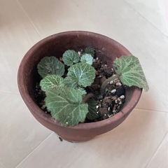 雪の下ユキノシタ小苗