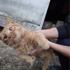 迷い猫　茶トラのオス　
