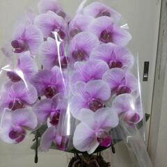 （お話中）【再再再再再再再再再値下げ】胡蝶蘭　鉢植え