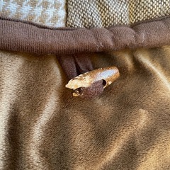 こたつ布団の画像