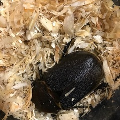 ヘラクレスオオカブト　メス　交尾済み