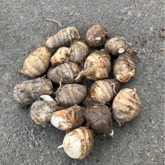 土里芋
