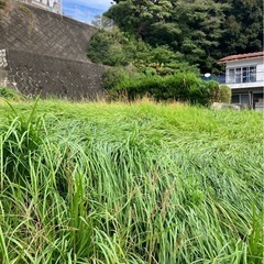 松の剪定や空き地の草刈りなど🍃⭐︎見積もりはお気軽にどうぞ⭐︎