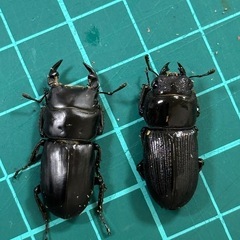 【4ペア全てお取引中】
ムシモンオオクワガタ 1ペア