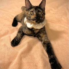 さびねこの穏やかすぎるゴロゴロフミフミ女の子♡子猫里親会参加！