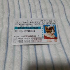 なめ猫の免許証の画像