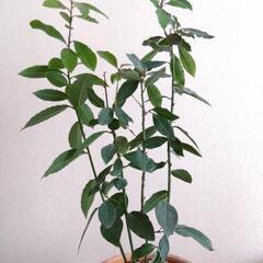 ローリエ　ローレル　月桂樹　インテリア　鉢植　植物　ハーブ　木の画像