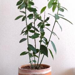 ローリエ　ローレル　月桂樹　インテリア　鉢植　植物　ハーブ　木