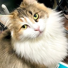 ノルウェージャンフォレストキャット