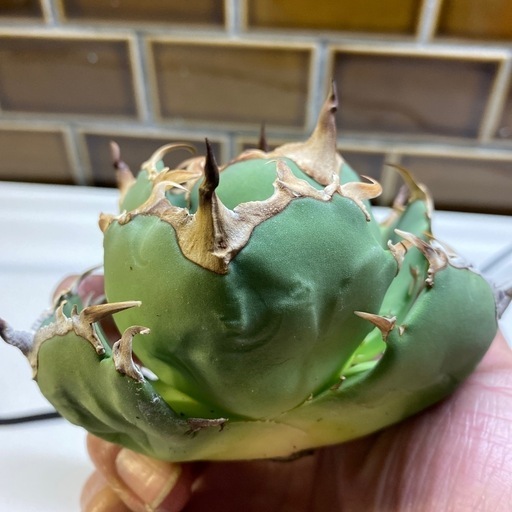アガベ　チタノタ　ワイドリーフ
