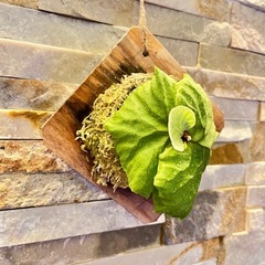 P.ridleyi_リドレイ 板付◆ ビカクシダの画像