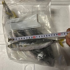 【合計10kg】冷凍サバ 魚釣りエサ用 ペットエサ用