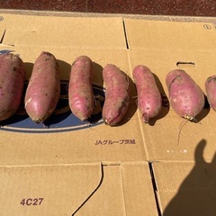 焼き芋　最適　サイズ こだわり　泥付き　長く持ち　紅はるか　　掘り立て　　10キロの画像
