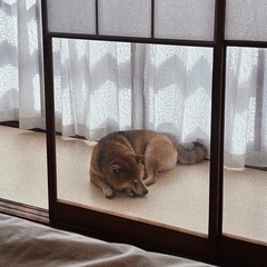 柴犬のいる古民家サロンオープンしました☺︎ − 埼玉県