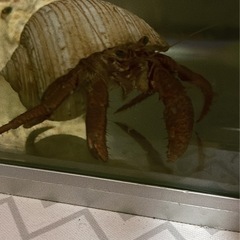 【引取限定】海ヤドカリ　2匹の画像