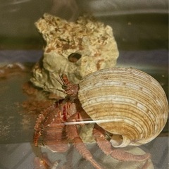 【引取限定】海ヤドカリ　2匹の画像