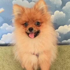♂ポメ仔犬、頭部骨折履歴あり治療済み