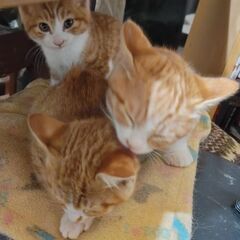 🐱生後2ヶ月の茶白3姉妹🐱 - 猫
