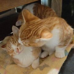 🐱生後2ヶ月の茶白3姉妹🐱 − 神奈川県