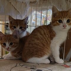 🐱生後2ヶ月の茶白3姉妹🐱 - 里親募集