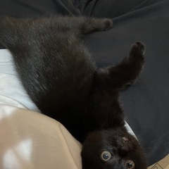 まっ黒な子猫　里親募集中です!!