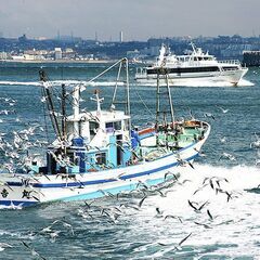 漁師さん！　雑魚、不要魚　売ってください　ウツボ、サメ、エイ、カ...