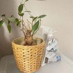 観葉植物　ガジュマル　カプセルミニ盆栽　サポテン、黒松、赤松