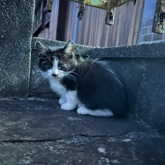 ハチワレ仔猫